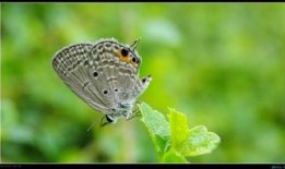 1975蝴蝶在线观看,穿越时空的奇幻之旅